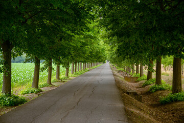 Road and trees near Alessandria