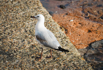 seagull on the beach