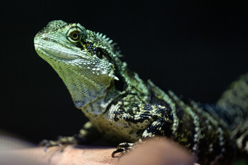 Fototapeta premium green lizard on a tree