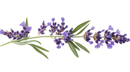 Obraz premium Lavender flowers and leaves isolated on a transparent background PNG