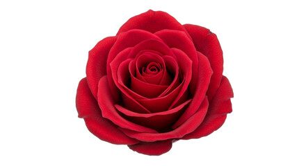 Naklejka premium Rose flower