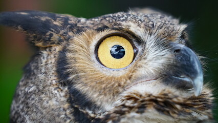 great horned owl
