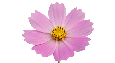 Obraz premium Cosmos flower