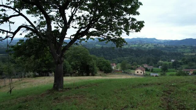 Drone view of an spanish rural landscape passing under a tree - 302
