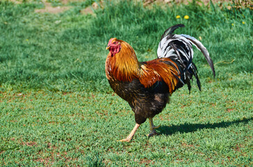 rooster walking on the grass