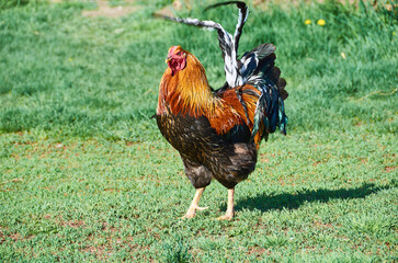 rooster walking on the grass