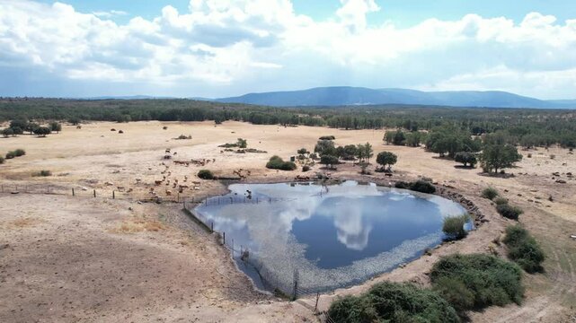 Aerial view from drone of a large water pond for cattle watering - 280
