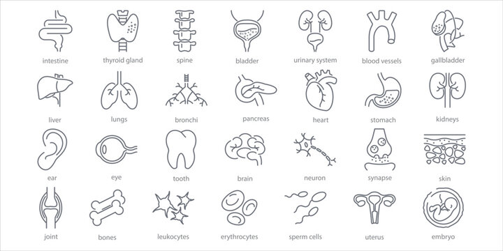 Human internal organs line icons set. Stomach, spine, joint, heart, embryo, bile, lung, dermis, heart, bone, vessels, liver, brain, eye, ear, thyroid gland, kidneys vector illustration