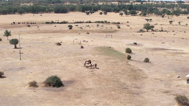 Drone flies away from a herd of horses on a farm on the Spanish plateau, in Segovia - 284
