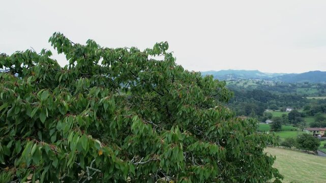 Drone view over a tree over the Spanish countryside of Asturias in an agricultural landscape - 290
