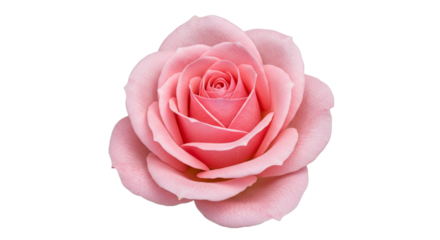 Closeup of blooming pink rose
