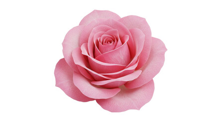 Closeup of blooming pink rose
