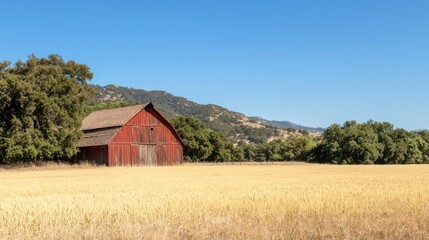 Obraz premium A rustic red barn in the middle of a golden wheat field under a clear blue sky