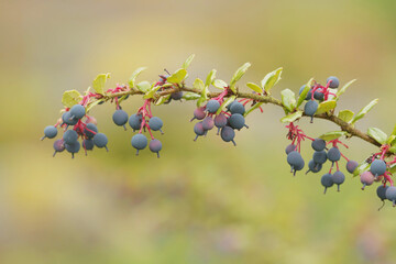 Berberis darwinii Hedge (Darwin's Barberry)