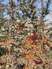 berries with autumn leaves in the background