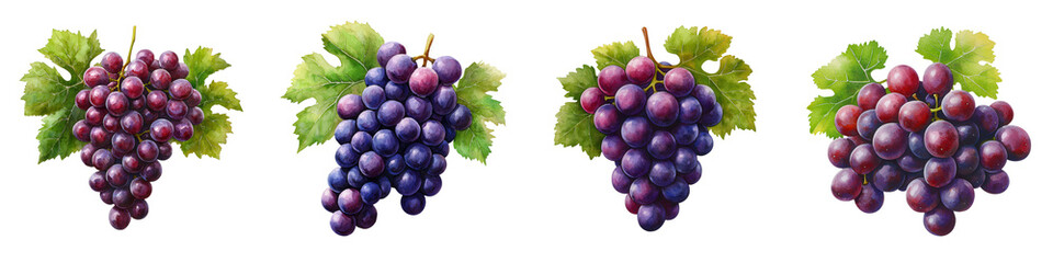 Fototapeta premium Fresh Grapes in Various Colors and Styles with Green Leaves