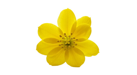 Obraz premium Vibrant Yellow Cosmos Flower Closeup 