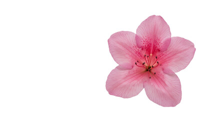 Obraz premium Delicate Pink Flower Blossom Spring Bloom Nature Beauty Floral Petal 