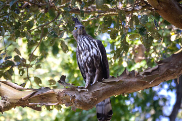 A close up shot of a Crested Hawk Eagle sitting on a branch of a tree