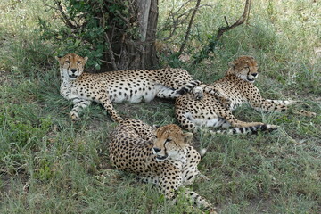 a group of cheetahs (a cheetah family) rests in the shade, on the Serengeti savannah, Tanzania