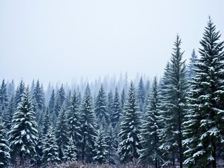 Fototapeta premium Snow gently falls in a dense evergreen forest, blanketing the trees in a layer of white as delicate snowflakes create a magical winter wonderland, landscape, winter wonderland, Christmas