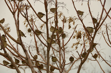 funny sparrows in the outdoor