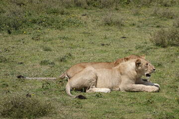 lion and lioness on the Serengeti savannah, Tanzania