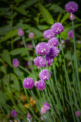 Spring chives blooming in the garden.