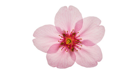 Cherry blossoms with clipping path
