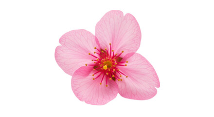 Cherry blossoms with clipping path

