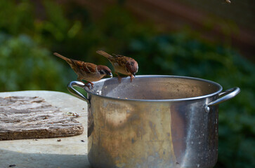 funny sparrows in the outdoor