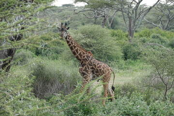 a group of giraffes are grazing in the bushes on the Serengeti savannah, Tanzania