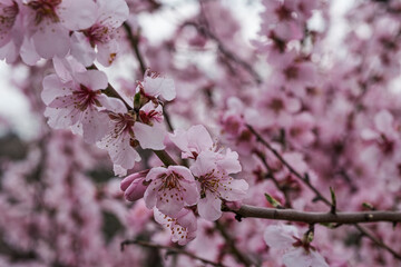 Close-up of pink almond blossoms in the Palatinate