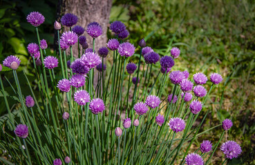 Obraz premium Spring chives blooming in the garden.