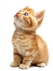 Obraz premium Orange Kitten on White Floor