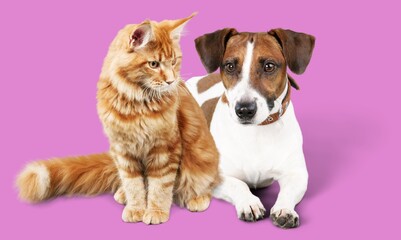 Fototapeta premium Happy panting dog and cat look at the camera