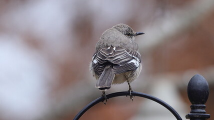 mockingbird perched on iron work against blurry background. 