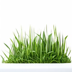 Obraz premium an AI Image Generator, Vibrant Green Grass Illustration