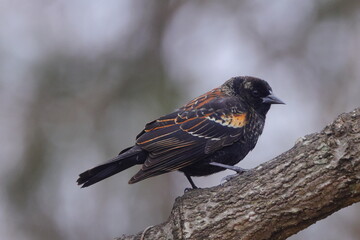 Red winged blackbird perched in tree against blurry background. 