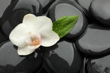 Spa stones and orchid flower on water surface, top view