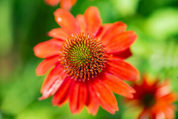 Red Echinacea flower close up. Selective focus. Space for text.