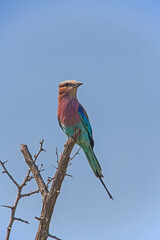 Lilac-breasted Roller Coracias caudatus  9421