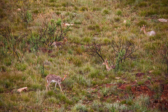 Mountain Reedbuck ( Redunca fulvorufula) 9323