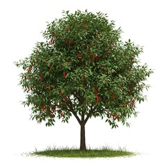 Fototapeta premium Isolated Chili Pepper Tree with Ripe Red Peppers and Green Leaves
