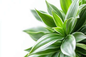 Obraz premium Bright and vibrant Dracaena plant in trendy pot on clean white background showcasing modern interior decor