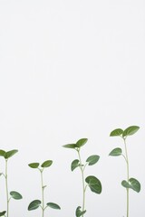 Minimalist capture of young plant growth showcasing the beauty of cultivating greens indoors