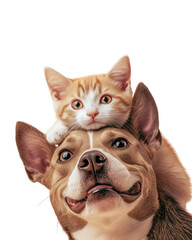 Playful dog & cat together Isolated On Transparent Background, perfect for pet related designs, advertisements & branding projects