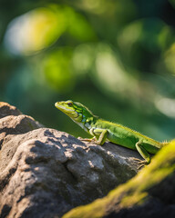 green lizard, beautiful lizard, vibrant reptile, exotic lizard, tropical lizard, wildlife photography, lizard close-up, nature reptile, colorful lizard, detailed scales, jungle lizard, forest reptile,
