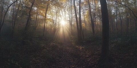 Fototapeta premium Sunshine filtering through forest trees