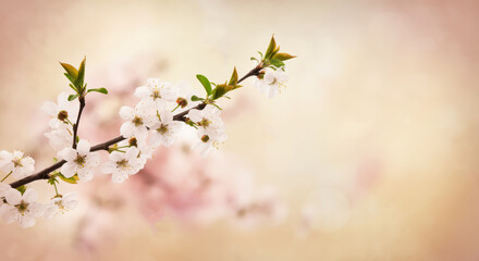 Beautiful cherry blossom background